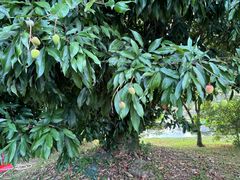 -福建鲤鱼洲酒店