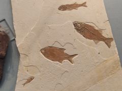 -湖南省地质博物馆