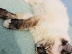 -喵的天空名猫咖啡馆·撸猫·猫舍·用品