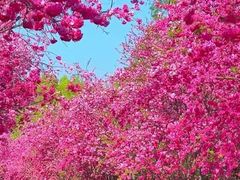 -洛龙公园