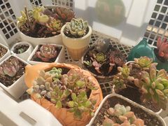 -曲阳花鸟市场(曲阳路店)