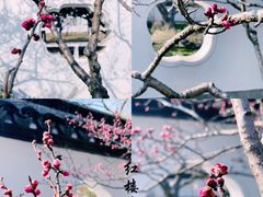 -梅花山(明孝陵内)