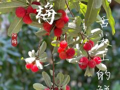 -上海滨江森林公园