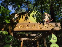 -大岭沟猕猴桃谷风景区