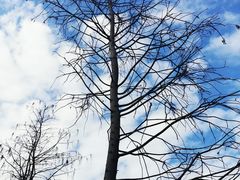 -五缘湾湿地公园