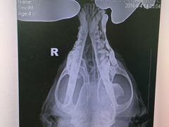 -北京派仕佳德动物医院·超导核磁·CT·神经科·骨科·内外科·急重症管理中心