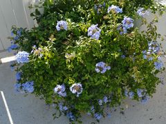 -BLUE HOUSE咖啡