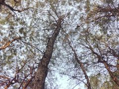 -铁山坪森林公园