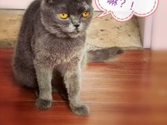 -三花喵·撸猫购宠·宠物生活馆(虹桥南丰城店)