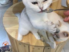 -Heymao猫咖.咖啡厅(东门店)