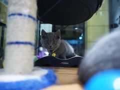 -小尾巴宠物店(万科·金域华庭店)