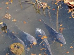 -上野公园花园稻荷神社(忍岡稲荷神社)