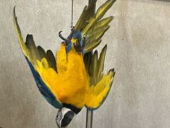 -观桥阁(锦溪店)