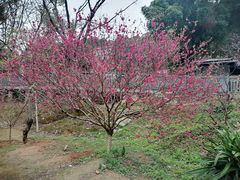 -南国桃园旅游度假区