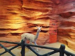 -酷嗒动物文化乐园(cutezoo西溪乐天城店)