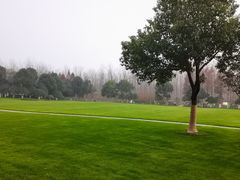 -合肥滨湖国家森林公园