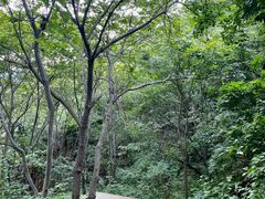 -大岭沟猕猴桃谷风景区