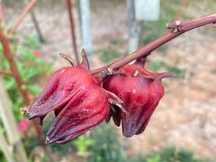 -广州神农草堂中医药博物馆