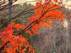 -昆山城市生态森林公园