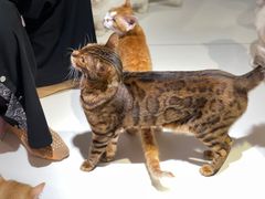 -三花喵·撸猫购宠·宠物生活馆(虹桥南丰城店)