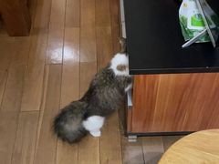 -袖虎·猫馆(体育西路店)