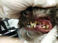 -八公叔叔宠物美容连锁(春申店)