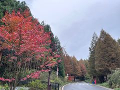 -山王坪喀斯特国家生态公园
