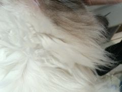 -藏猫猫咖啡主题馆(中央大道店)