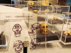 -北京周口店北京人遗址博物馆