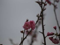 -天适樱花悠乐园