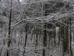 -武陵山森林公园