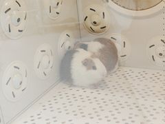 -车接车送·寄养洗护·德文猫舍(大宁店)