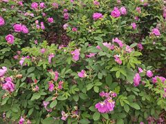 -都江堰玫瑰花溪谷