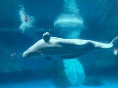-海合安武汉极地海洋公园