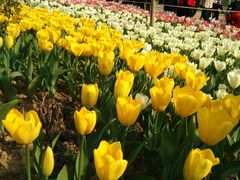 -瑶湖郊野森林公园