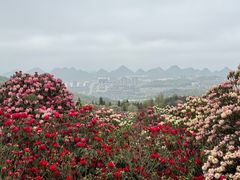 -贵州百里杜鹃风景名胜区