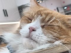 -喵园·猫主题咖啡厅·撸猫·猫咖(国贸店)