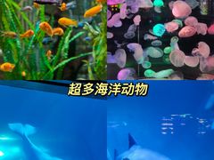 -正佳极地海洋世界