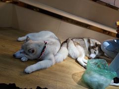 -Husky Go! 哈士奇体验馆·宠物咖啡厅狗咖