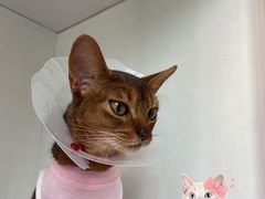 -萌兽医馆·眼科·异宠专科(三里屯店)