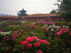 -曹州百花园