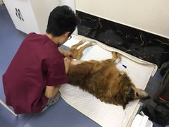-美联众合爱康动物医院•复杂内科•肿瘤科•牙科•腔镜诊疗中心