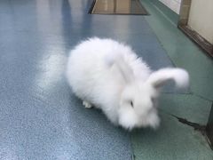 -动物缘宠物医院·骨科·猫科(西二环店)