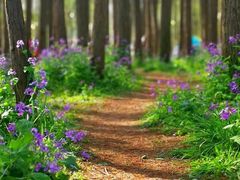 -上海共青森林公园