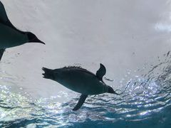 -珠海长隆海洋王国