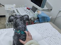 -美联众合动物医院·24h转诊中心