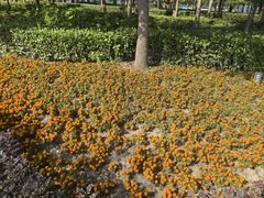 -菊园百果园