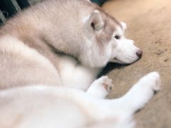 -TrueLove @ Neverland (Husky Cafe)