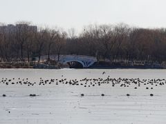 -大兴滨河森林公园