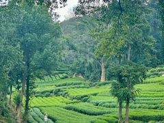 -桃园农庄·桃源宴